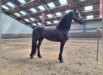 Konie fryzyjskie, Klacz, 3 lat, 164 cm, Kara