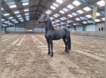 Konie fryzyjskie, Klacz, 3 lat, 165 cm, Kara