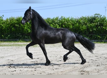 Konie fryzyjskie, Klacz, 3 lat, 165 cm, Kara
