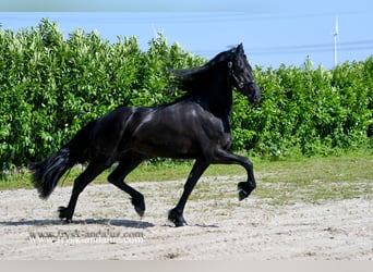 Konie fryzyjskie, Klacz, 3 lat, 165 cm, Kara