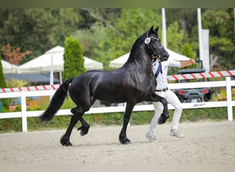 Konie fryzyjskie, Klacz, 3 lat, 166 cm, Kara