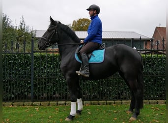 Konie fryzyjskie Mix, Klacz, 3 lat, 166 cm