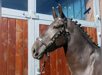 Konie fryzyjskie Mix, Klacz, 3 lat, 166 cm