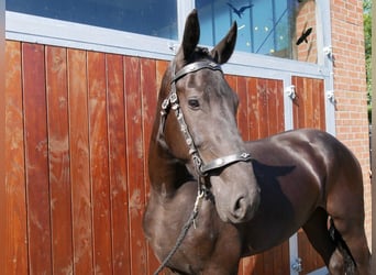 Konie fryzyjskie Mix, Klacz, 3 lat, 166 cm