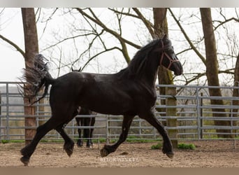 Konie fryzyjskie, Klacz, 3 lat, Kara