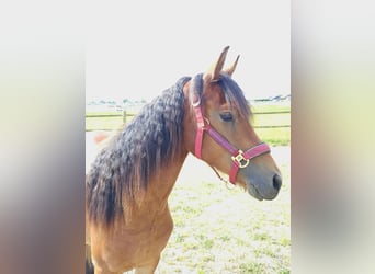 Konie fryzyjskie Mix, Klacz, 4 lat, 143 cm, Ciemnogniada