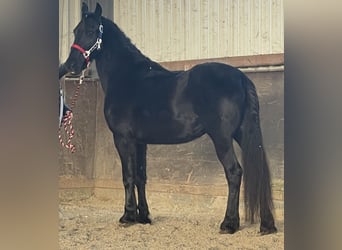Konie fryzyjskie Mix, Klacz, 4 lat, 151 cm, Kara