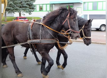 Konie fryzyjskie Mix, Klacz, 4 lat, 152 cm, Kara