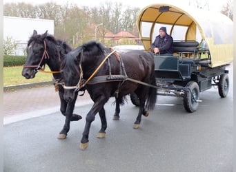 Konie fryzyjskie Mix, Klacz, 4 lat, 152 cm, Kara