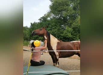 Konie fryzyjskie Mix, Klacz, 4 lat, 155 cm, Gniada