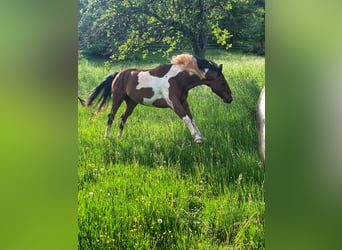 Konie fryzyjskie Mix, Klacz, 4 lat, 155 cm, Gniada