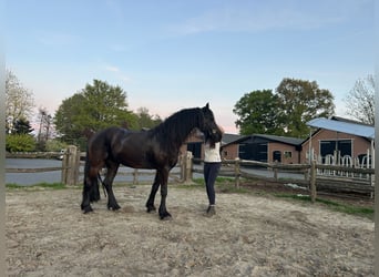 Konie fryzyjskie, Klacz, 4 lat, 155 cm, Kara