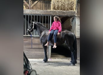 Konie fryzyjskie, Klacz, 4 lat, 155 cm, Kara