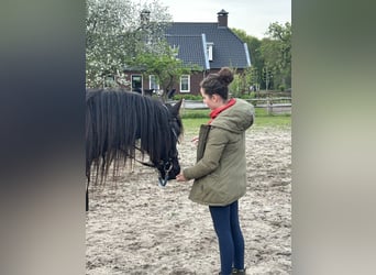 Konie fryzyjskie, Klacz, 4 lat, 155 cm, Kara