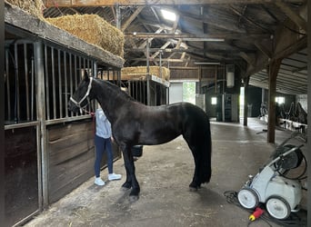 Konie fryzyjskie, Klacz, 4 lat, 155 cm, Kara