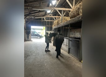 Konie fryzyjskie, Klacz, 4 lat, 155 cm, Kara