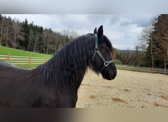 Konie fryzyjskie, Klacz, 4 lat, 157 cm, Kara