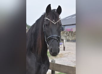 Konie fryzyjskie, Klacz, 4 lat, 158 cm, Kara