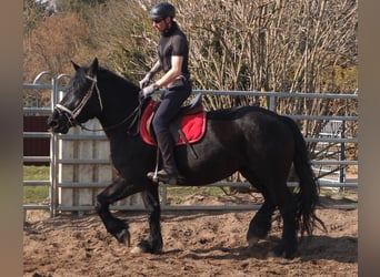 Konie fryzyjskie Mix, Klacz, 4 lat, 158 cm, Kara