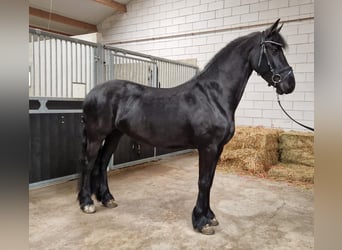 Konie fryzyjskie, Klacz, 4 lat, 160 cm, Kara