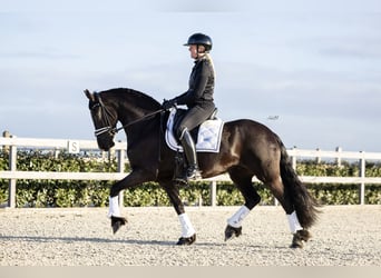 Konie fryzyjskie, Klacz, 4 lat, 160 cm, Kara
