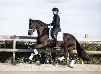 Konie fryzyjskie, Klacz, 4 lat, 160 cm, Kara