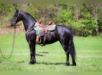 Konie fryzyjskie, Klacz, 4 lat, 160 cm, Kara