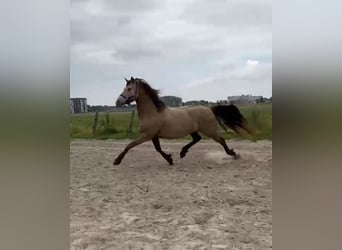 Konie fryzyjskie Mix, Klacz, 4 lat, 161 cm, Szampańska