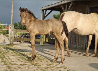 Konie fryzyjskie Mix, Klacz, 4 lat, 161 cm, Szampańska
