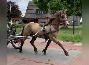 Konie fryzyjskie Mix, Klacz, 4 lat, 161 cm, Szampańska