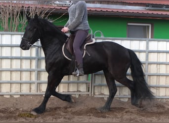 Konie fryzyjskie, Klacz, 4 lat, 162 cm, Kara