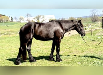 Konie fryzyjskie Mix, Klacz, 4 lat, 163 cm, Kara