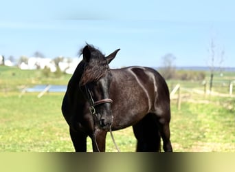 Konie fryzyjskie Mix, Klacz, 4 lat, 163 cm, Kara