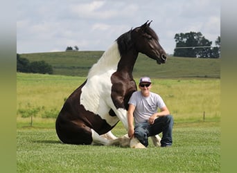 Konie fryzyjskie, Klacz, 4 lat, 163 cm, Tobiano wszelkich maści