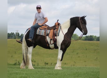 Konie fryzyjskie, Klacz, 4 lat, 163 cm, Tobiano wszelkich maści