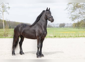 Konie fryzyjskie, Klacz, 4 lat, 164 cm, Kara