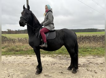 Konie fryzyjskie, Klacz, 4 lat, 164 cm, Kara