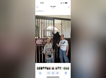 Konie fryzyjskie, Klacz, 4 lat, 165 cm, Kara