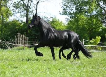 Konie fryzyjskie, Klacz, 4 lat, 167 cm, Kara