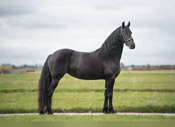 Konie fryzyjskie, Klacz, 4 lat, 167 cm, Kara