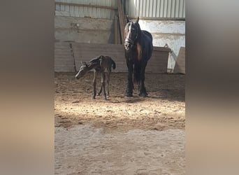 Konie fryzyjskie, Klacz, 4 lat, 168 cm, Kara