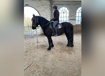 Konie fryzyjskie, Klacz, 4 lat, 168 cm, Kara