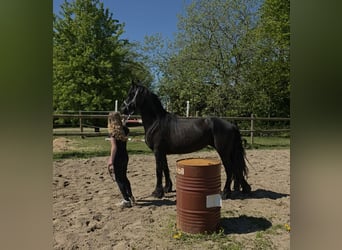 Konie fryzyjskie Mix, Klacz, 5 lat, 150 cm, Kara