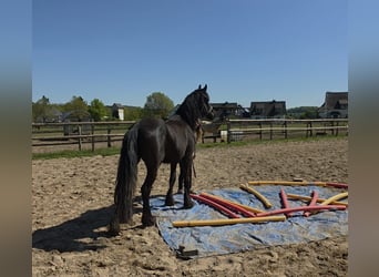 Konie fryzyjskie Mix, Klacz, 5 lat, 150 cm, Kara