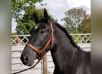 Konie fryzyjskie Mix, Klacz, 5 lat, 154 cm