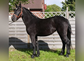 Konie fryzyjskie Mix, Klacz, 5 lat, 154 cm