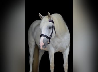 Konie fryzyjskie Mix, Klacz, 5 lat, 155 cm, Siwa