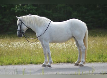Konie fryzyjskie Mix, Klacz, 5 lat, 155 cm, Siwa