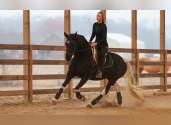 Konie fryzyjskie, Klacz, 5 lat, 155 cm, Srokata