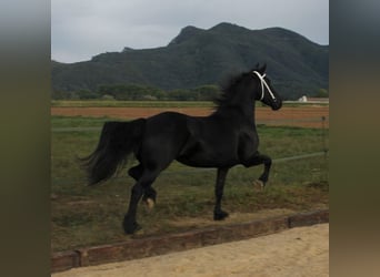Konie fryzyjskie, Klacz, 5 lat, 158 cm, Kara